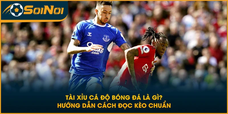 Tài Xỉu Cá Độ Bóng Đá Là Gì? Hướng Dẫn Cách Đọc Kèo Chuẩn