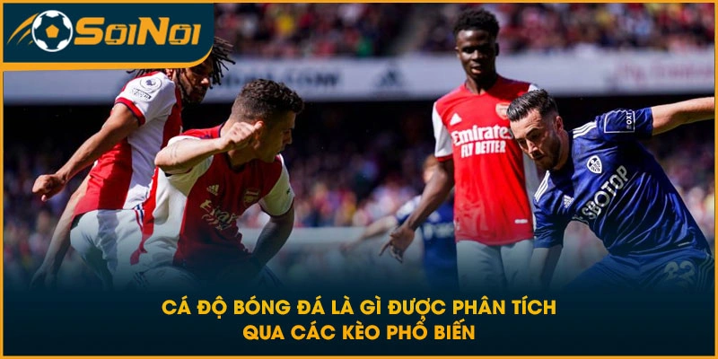 Cá độ bóng đá là gì được phân tích qua các kèo phổ biến
